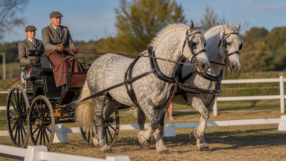 Cheval baie au pré