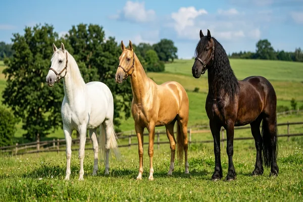 Races de chevaux