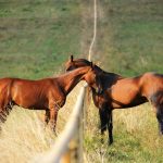 L’Akhal-Teke : L’Art Millénaire de l’Élevage et l’Âme du Turkménistan