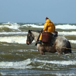 Percheron