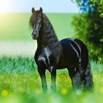 Etalon frison