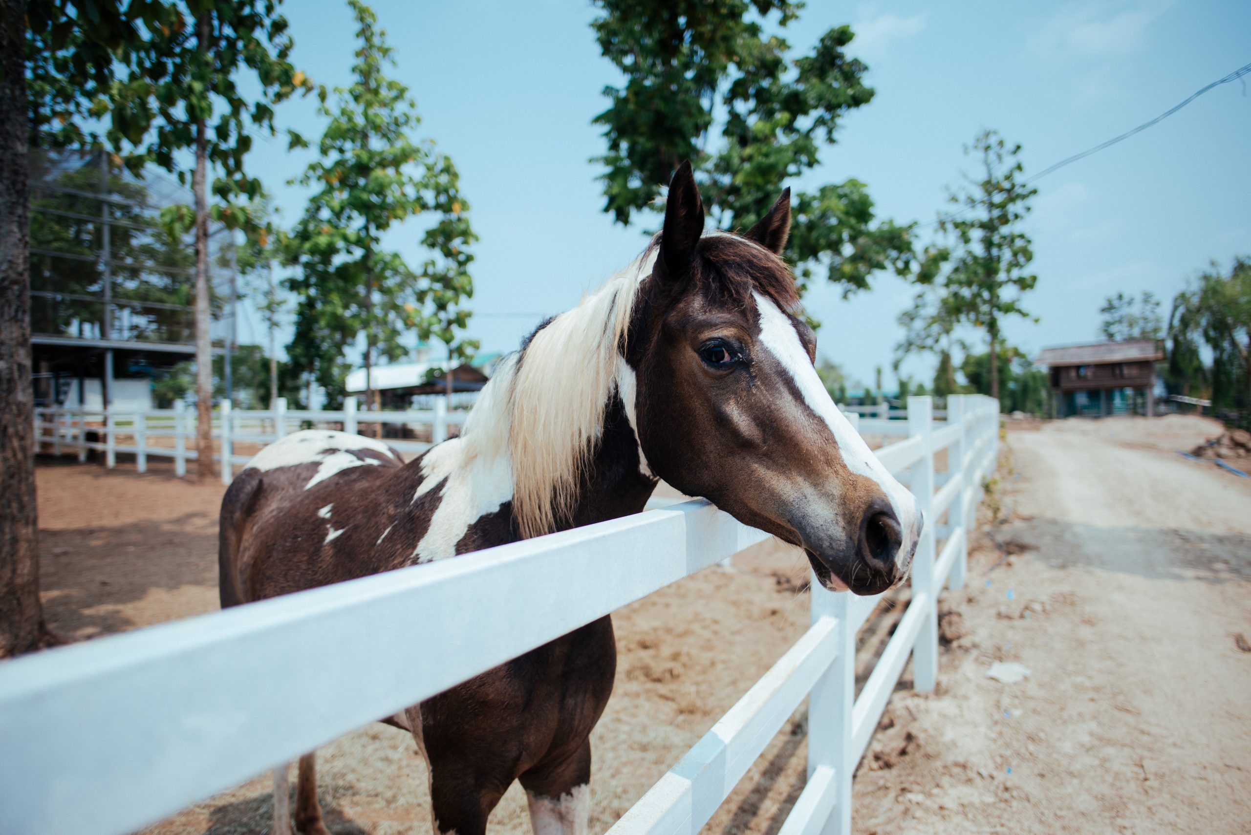 cloture bois poteaux chevaux