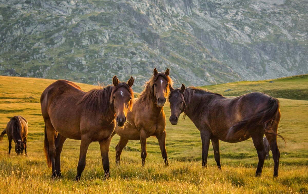 troupeau chevaux