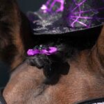 Avis sur Cheval shop: ce qu’en pensent vraiment les cavaliers!