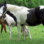 Abstang : origine, histoire et caractéristiques uniques de cette race de chevaux