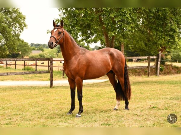 découvrez tout sur le poney français : ses origines, ses races populaires, ses caractéristiques et conseils pour bien le choisir et l'élever. idéal pour les amateurs et passionnés d'équitation.