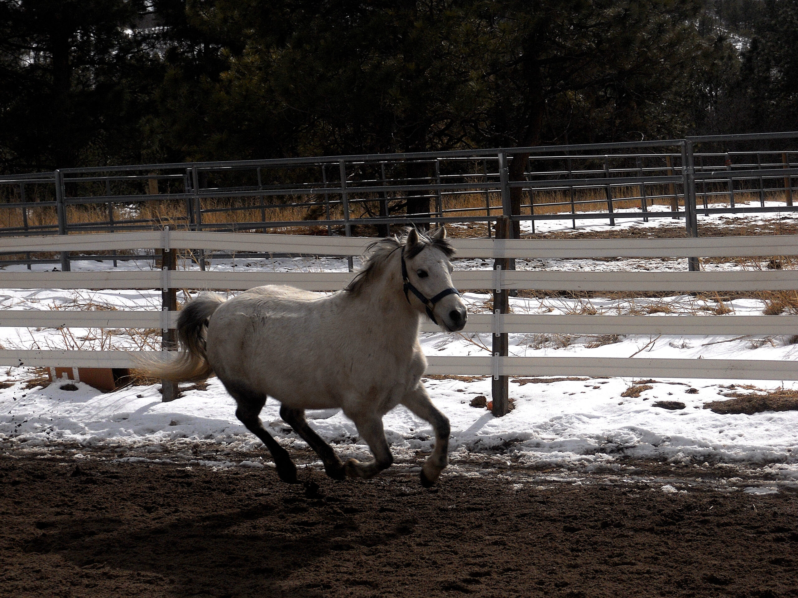 Poney Welsh