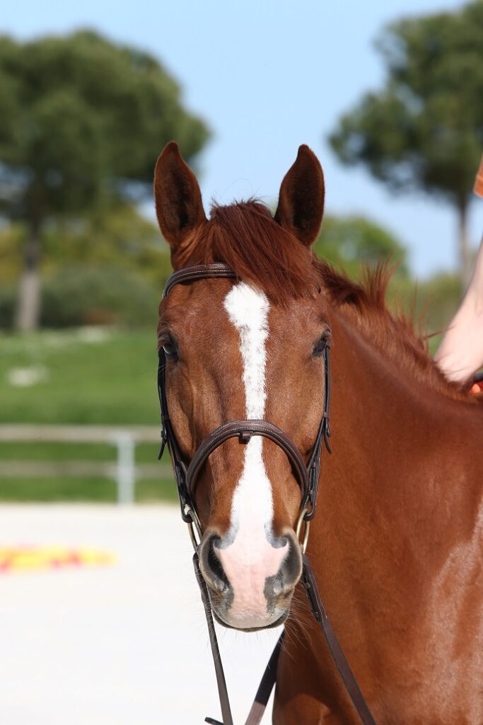 Cheval Pie Roux Robes Cheval : Découvrez les robes qui font leur identité