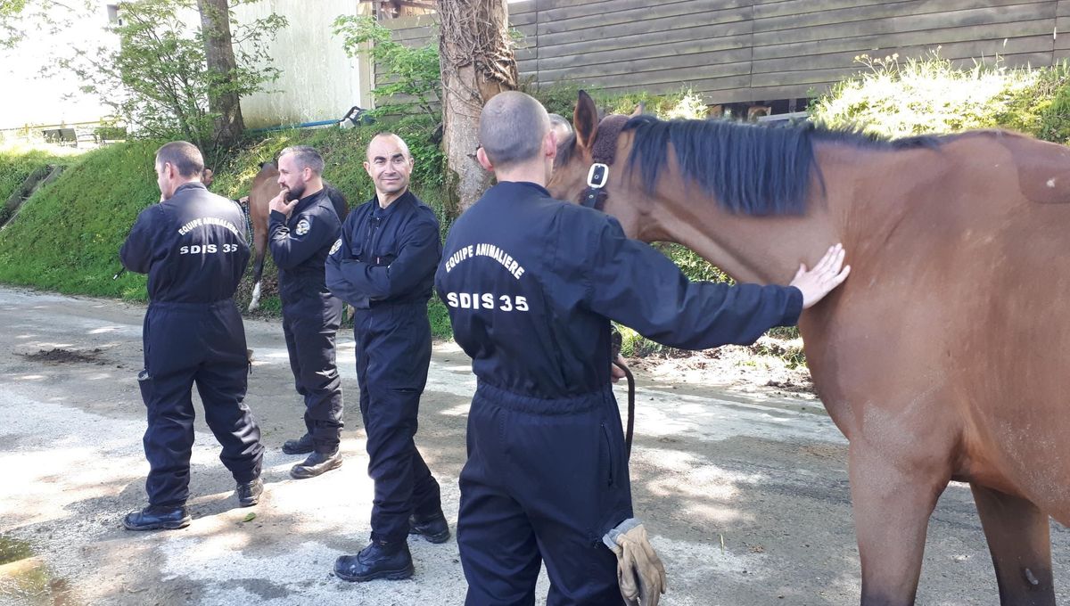 découvrez comment les pompiers entraînent les chevaux pour faire face aux situations d'urgence, assurer leur sécurité et renforcer leur collaboration lors des interventions.
