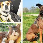 Ruby, Rolex, Filou… Prêts à ouvrir votre cœur ? Découvrez ces adorables compagnons à adopter à la SPA de Quimper !