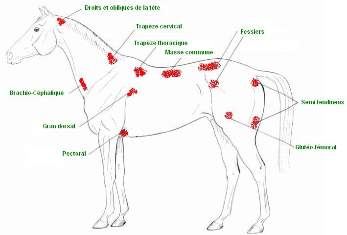 découvrez comment identifier et soulager les zones de tension dans le dos du cheval pour améliorer son confort et sa performance.