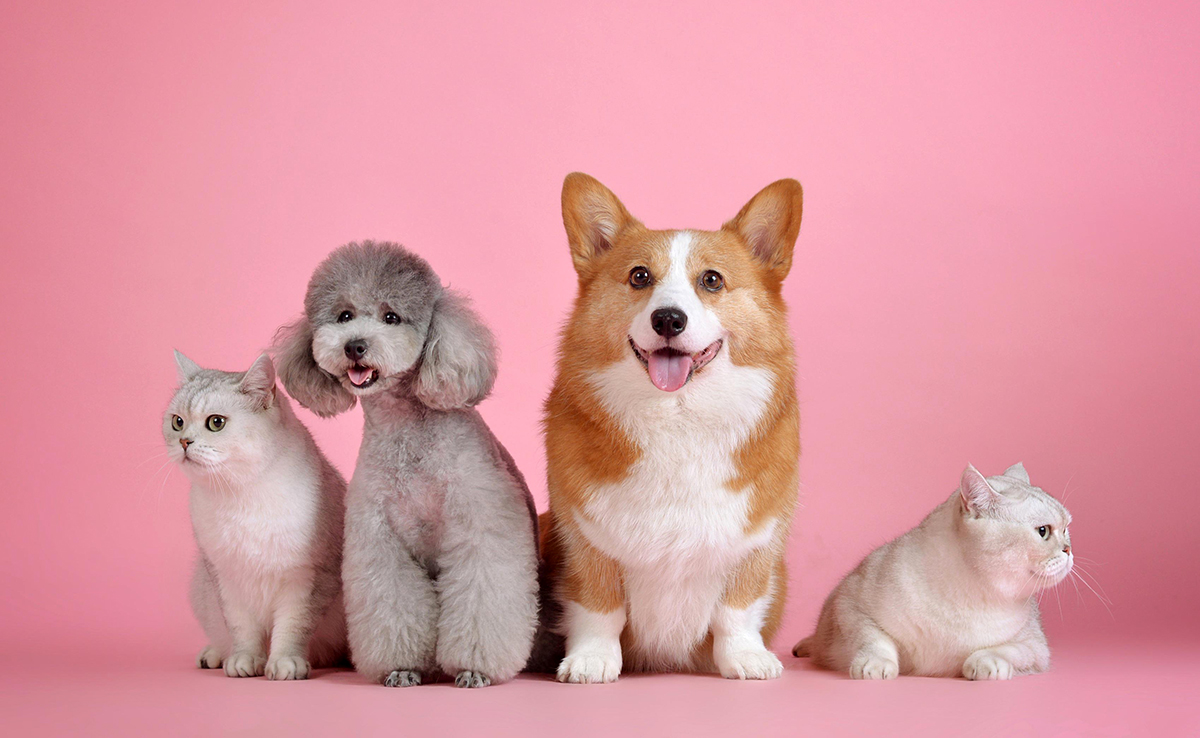 découvrez les meilleures offres d'assurance animaux pour protéger votre compagnon à quatre pattes avec des garanties adaptées et des tarifs compétitifs.