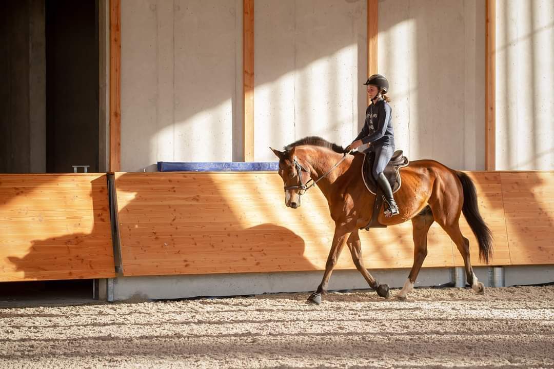 obtenez votre carte professionnelle de moniteur d'équitation pour exercer légalement et dispenser des cours d'équitation en toute confiance.