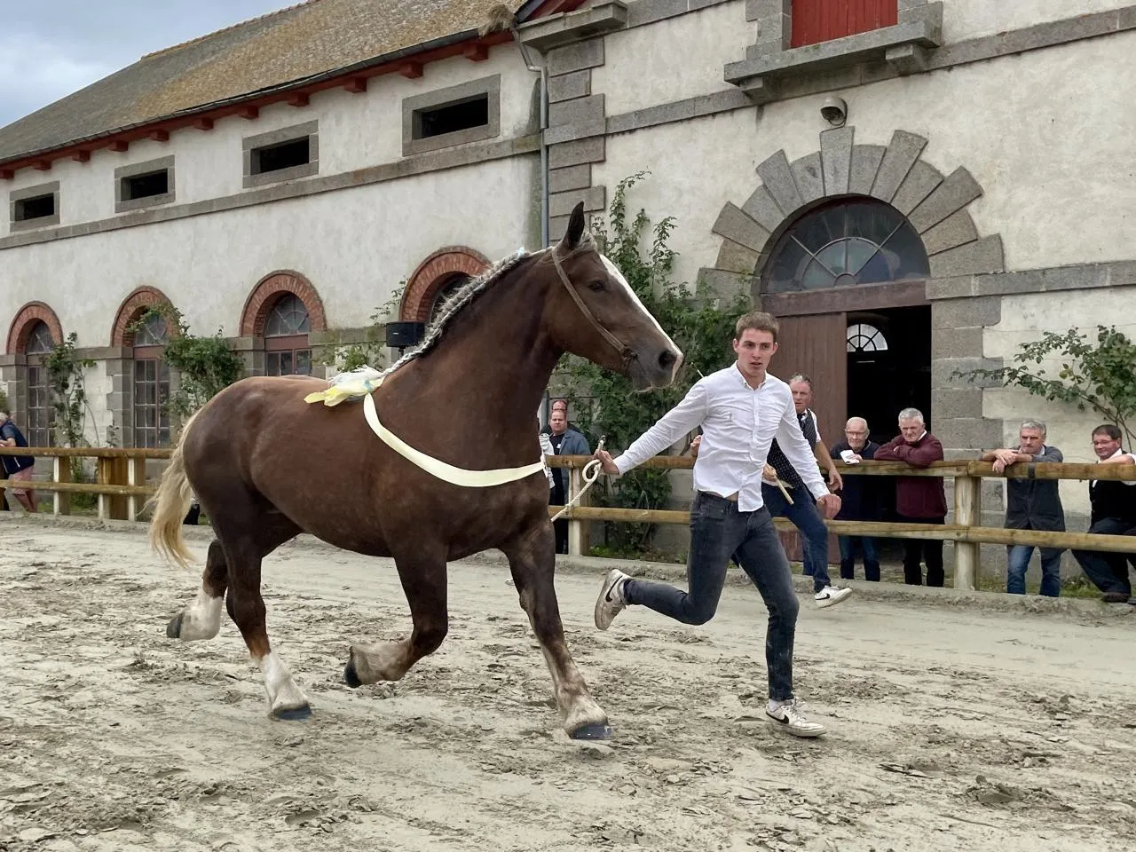 découvrez le cheval de trait breton, une race robuste et polyvalente reconnue pour sa force, son endurance et son caractère docile. idéal pour le travail agricole et les loisirs équestres.