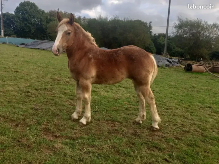 Cheval de trait Breton détail