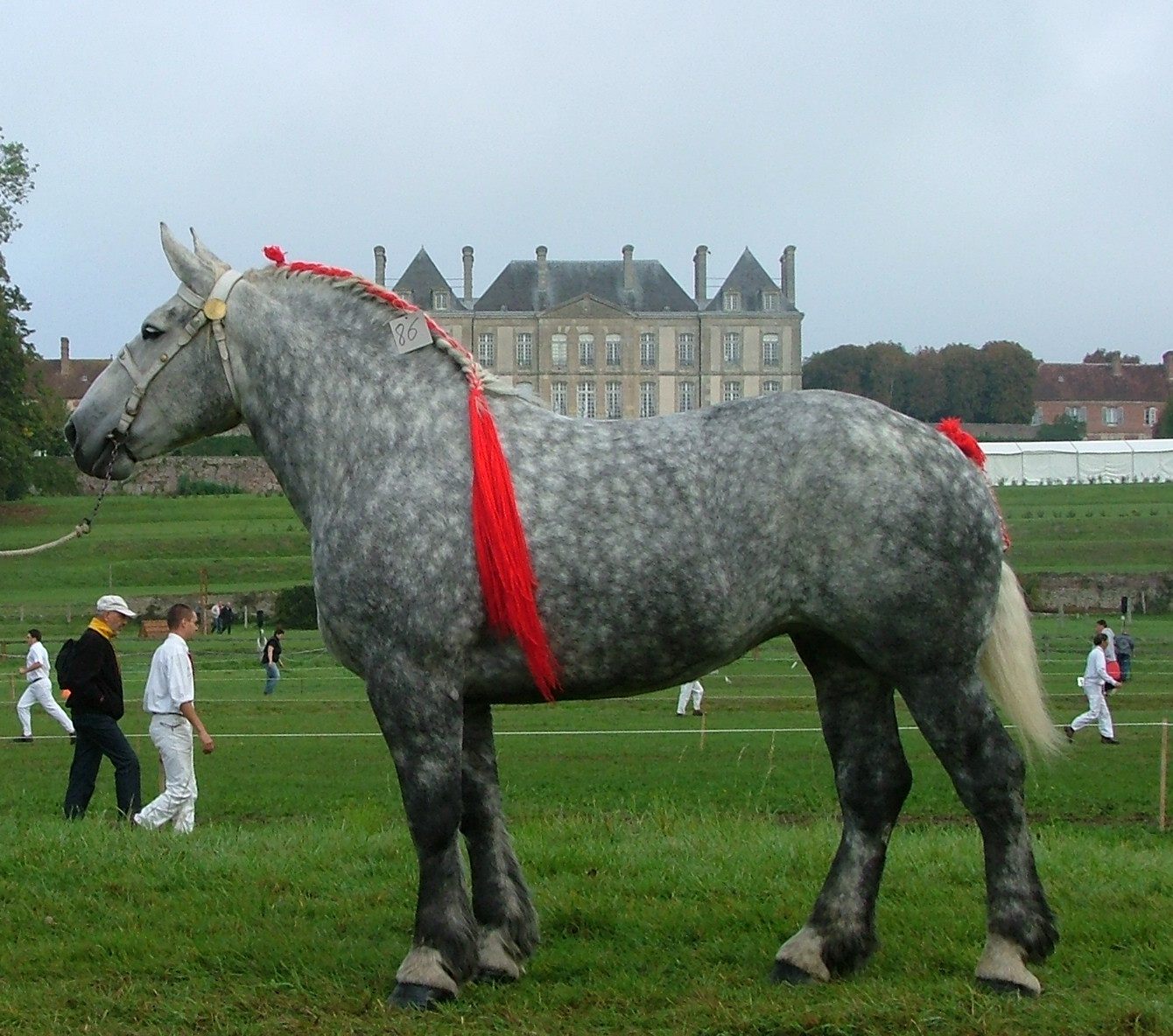 Cheval de trait Percheron : races et caractéristiques