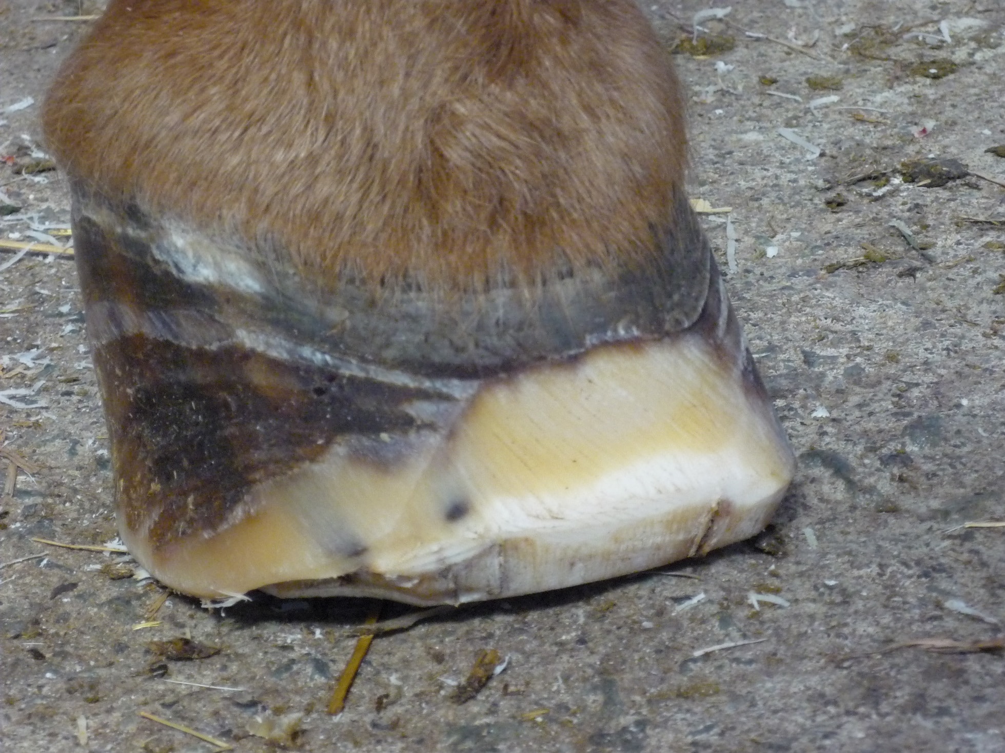 découvrez l'importance du parage pour le bien-être de votre cheval, des techniques adaptées pour entretenir ses sabots et prévenir les problèmes de locomotion.