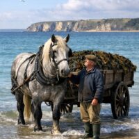 Percheron gris de trait
