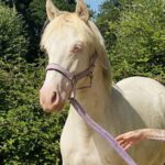 Poney AS à vendre