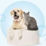 Assurance animaux bulle bleue : protégez votre compagnon avec une couverture sur mesure