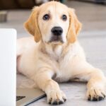 Self assurance animaux : protégez votre compagnon sans vous ruiner