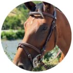 Eric Le Tixerant : comment améliorer le confort du cavalier à cheval ?