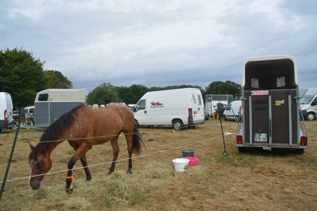 découvrez comment éviter le transport stressant des chevaux en camion bétail grâce à des alternatives sûres et adaptées pour le bien-être animal.