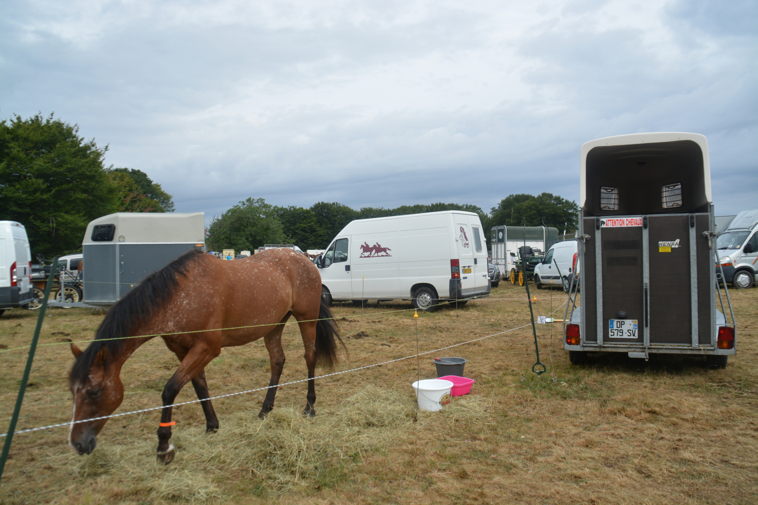 découvrez comment éviter le transport stressant des chevaux en camion bétail grâce à des alternatives sûres et adaptées pour le bien-être animal.