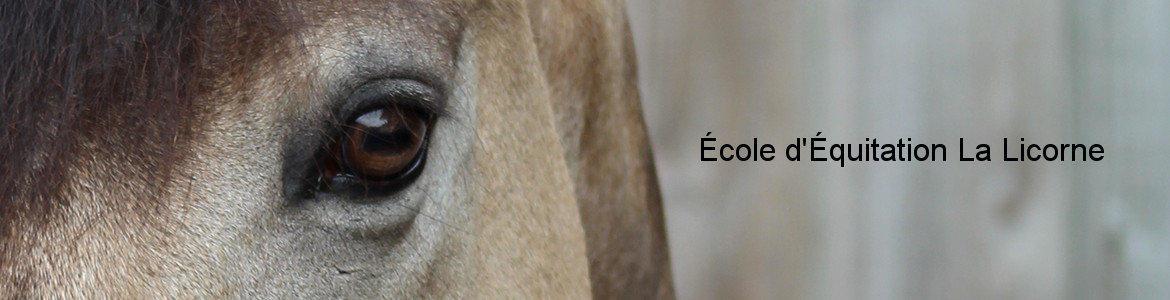 CENTRE EQUESTRE ATTELAGE - Cadaujac