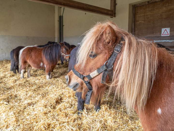 LA GASCHERIE EQUITATION - Chapelle-Sur-Erdre (La)