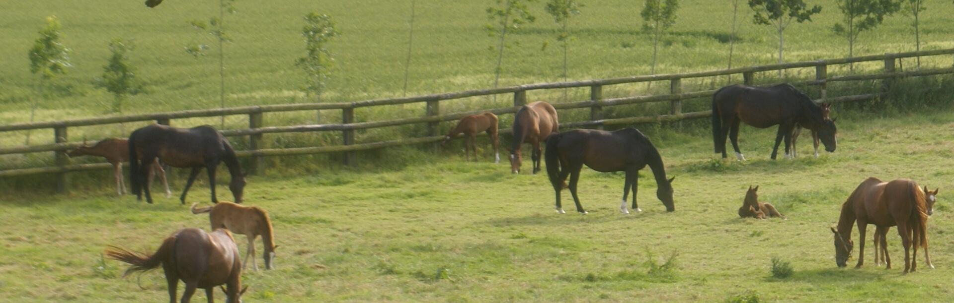 HARAS DE VILLERS - Erquery