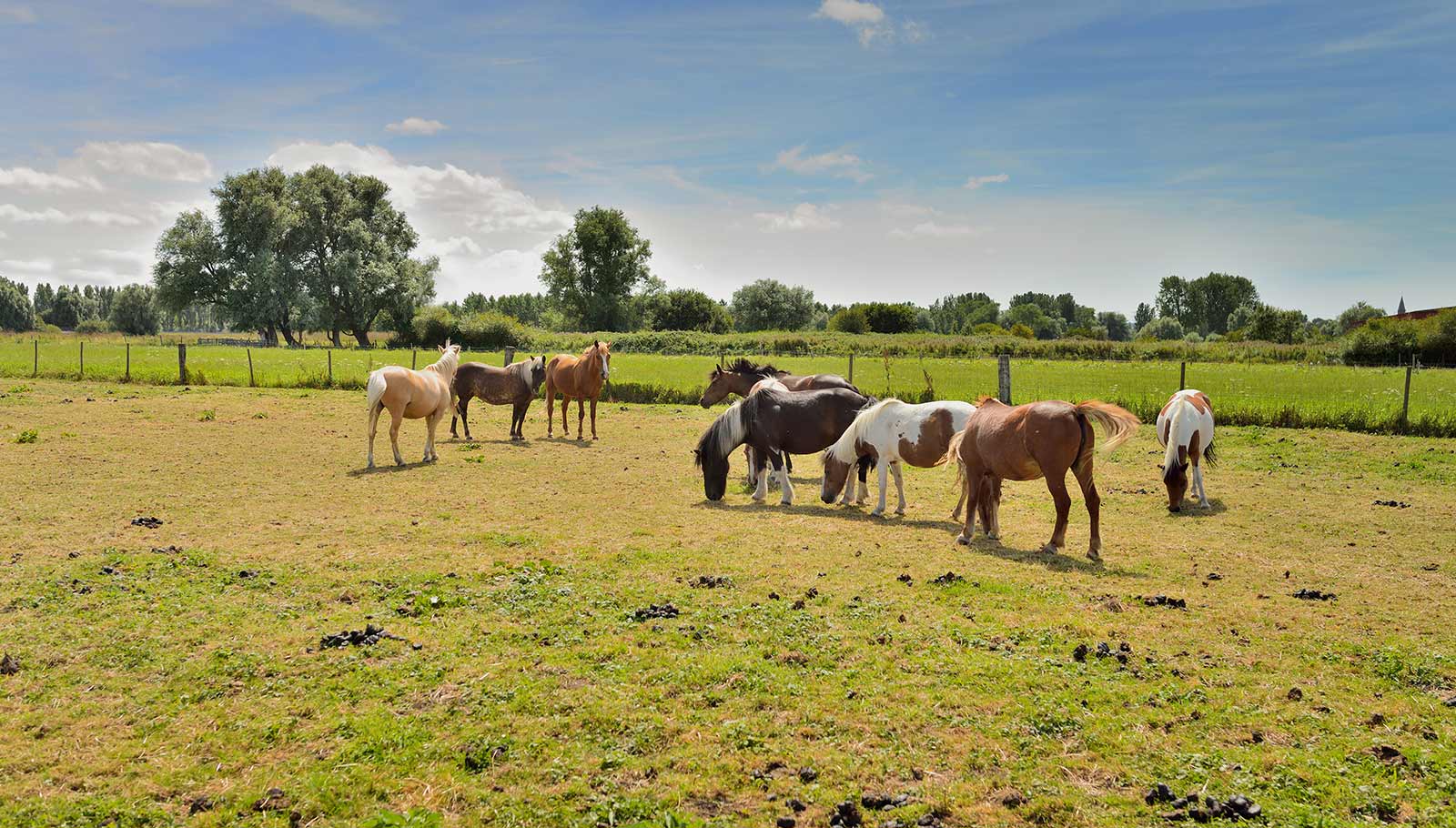 PONEY CLUB DU BOIS DU ROI - Ormoy-Villers