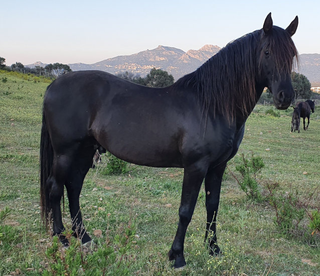CENTRE EQUESTRE A CAVALLU - Calvi
