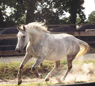 CENTRE EQUESTRE DE PLUVIGNER - Pluvigner