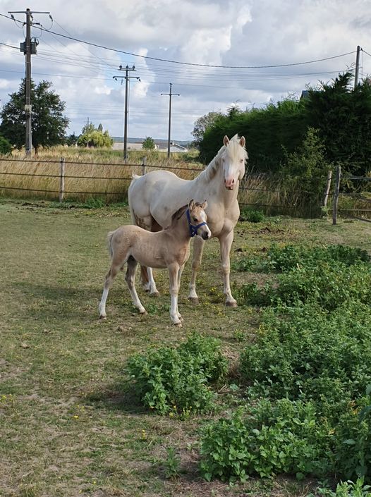GAELLE BEGOUIN (HARAS DE BANNES) - Cinais