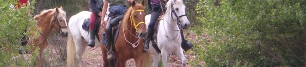 COMITE DEPT D'EQUITATION DU VAR (CDEV) - Pignans