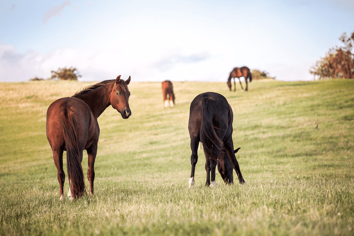 HARAS DU SAUBOUAS - Lagraulet-Du-Gers