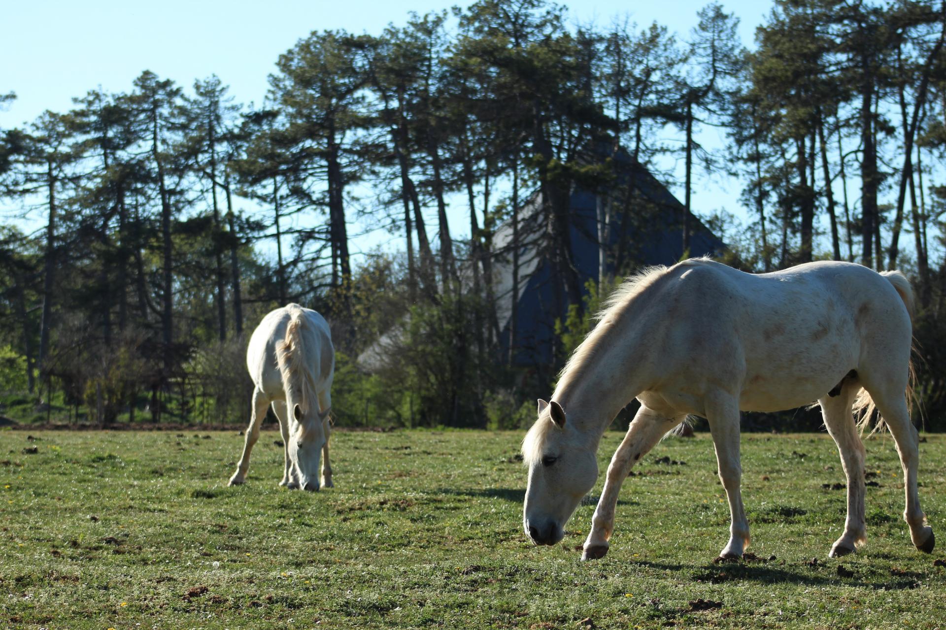 ECOLE D'EQUITATION DE SAUSSY - Saussy
