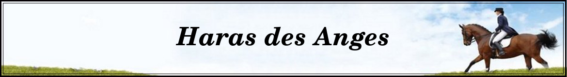EARL HARAS DES ANGES - Carnieres