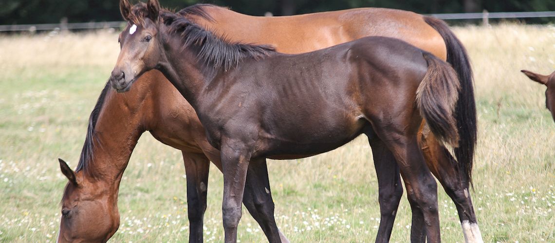 CLUB HIPPIQUE PONEY CLUB DE BLAIN - ECURIE PASCAL LEROY - Blain
