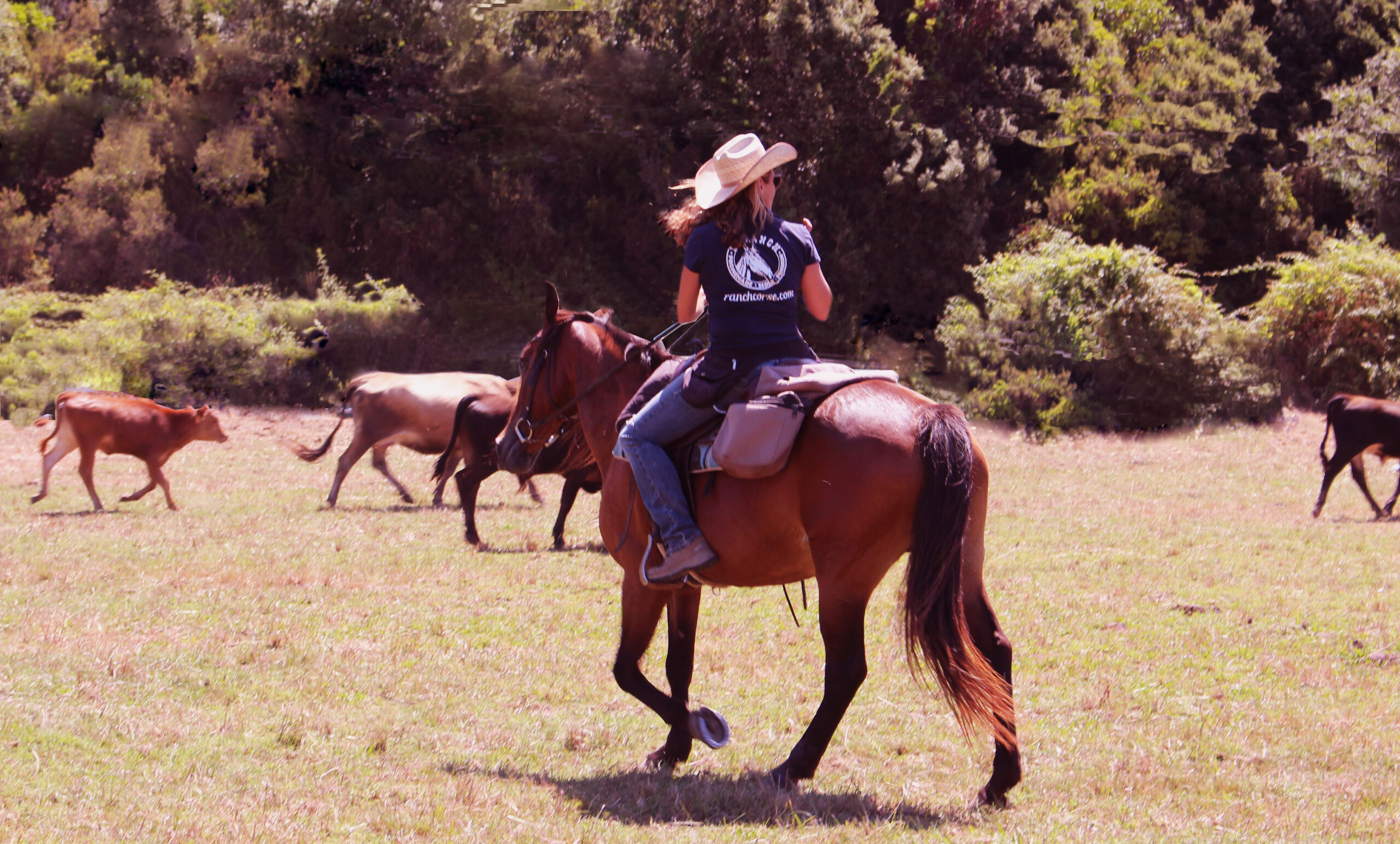 ASSOCIATION EQUITATION TRAVAIL CORSE (AETC) - Coggia