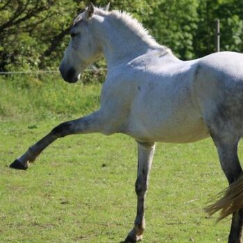 CERCLE EQUITATION CHAMBONNAIS - Le Chambon-Sur-Lignon