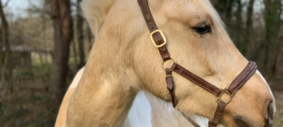 CENTRE EQUESTRE DU VIEUX CHATEAU - Nouan-Le-Fuzelier