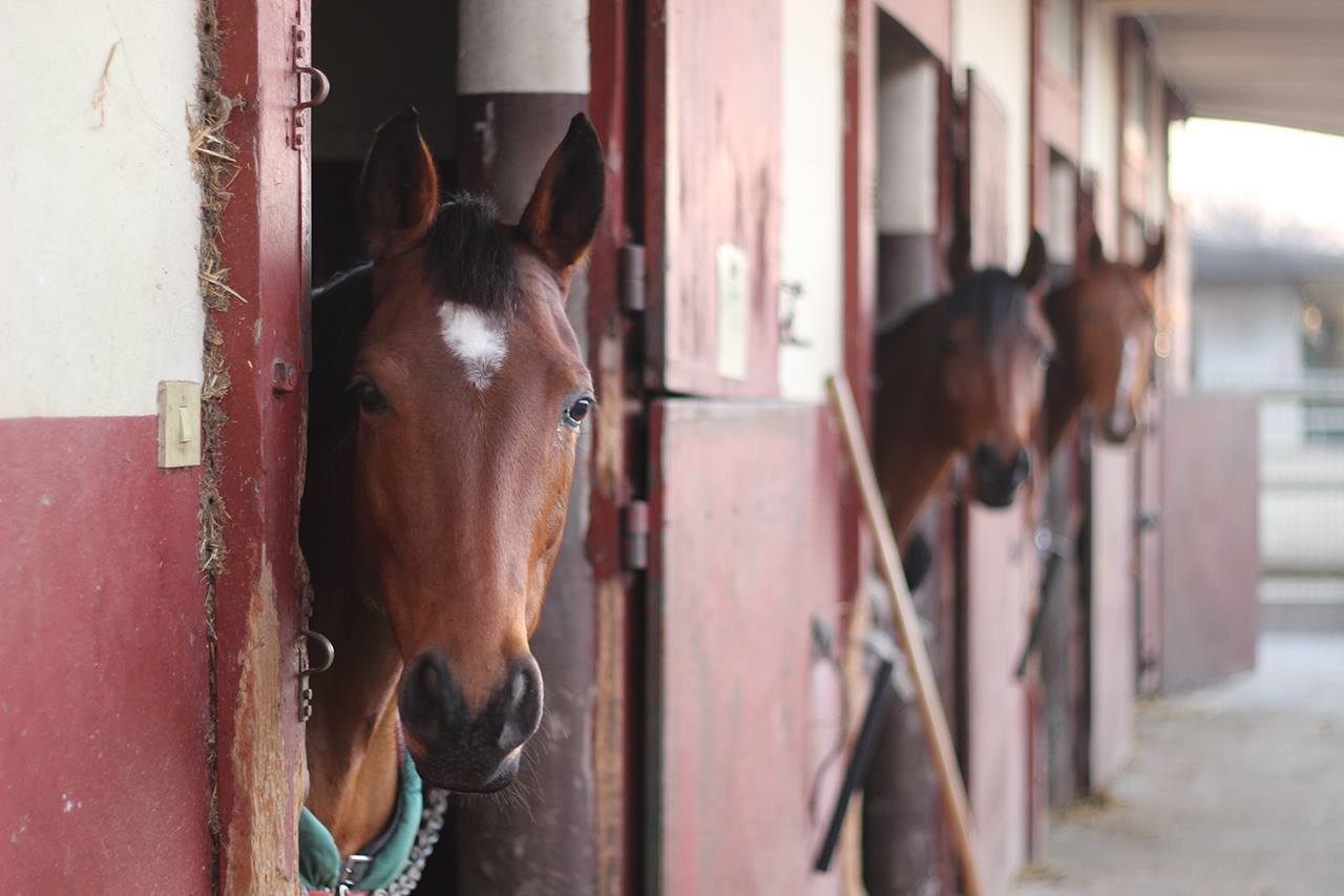 CENTRE EQUESTRE LYON PARILLY - Venissieux