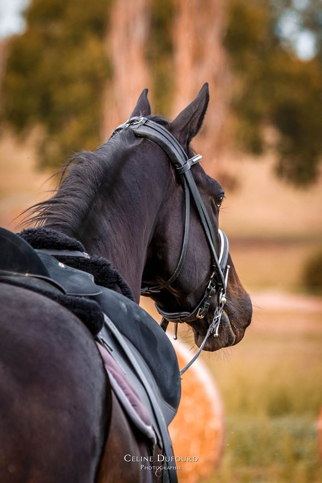 HARAS DU DOMAINE - Vern-Sur-Seiche