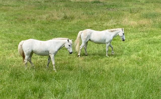 SOCIETE EQUINE DE LA MADELEINE - Mont-De-Marsan