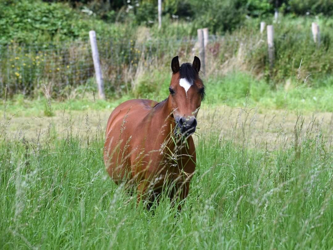 HARAS DE BARRY - Sainghin-En-Melantois