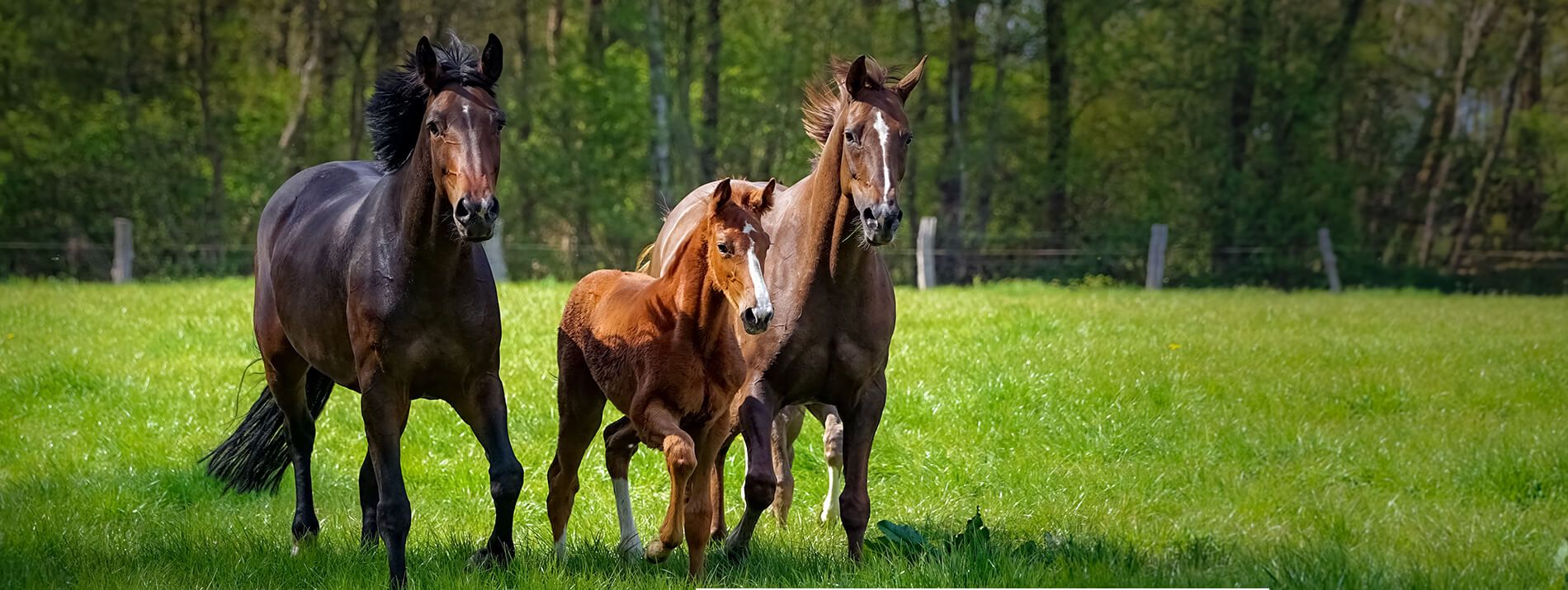 HARAS DE PHAROS - Bazemont