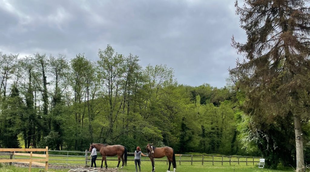 CENTRE EQUESTRE DU MOULIN ET ELEVAGE D'ARAMIS - Villeneuve-De-Marc