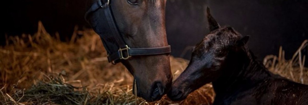 HARAS DE MORMOULINS - Chaudon